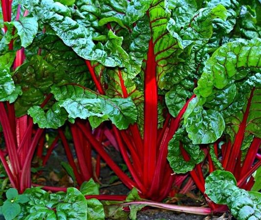 Pazı, sağlık açısından oldukça zengin bir sebze olarak bilinir. İçeriğinde yüksek miktarda lif, C vitamini, K vitamini ve demir barındırır. Düzenli olarak tüketildiğinde sindirim sistemini destekler ve bağışıklık sistemini güçlendirir. Pazı, aynı zamanda antioksidan özelliği ile hücreleri serbest radikallere karşı korur ve yaşlanma belirtilerini yavaşlatır. Konulu bir haber görseli.