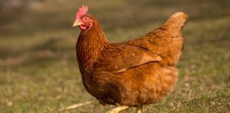 Serbest Gezen Tavuk Yumurtası Doğal Beslenmenin Güvenilir Tercihi Serbest gezen tavuk yumurtası, son yıllarda doğal ve sağlıklı beslenmeye yönelen tüketicilerin en çok tercih ettiği gıdalar arasında yer alıyor. Üretim sürecinde tavukların açık alanda dolaşabilmesi, doğal yemlerle beslenmesi ve daha stressiz bir ortamda yetişmesi, bu yumurtaların besin değerini ve algılanan kalitesini artırıyor. Geleneksel yumurta üretimine kıyasla daha doğal koşullarda elde edilen serbest gezen tavuk yumurtası, sofralarda güven duygusuyla tüketilen bir ürün haline gelmiş durumda. Konulu bir haber görseli.